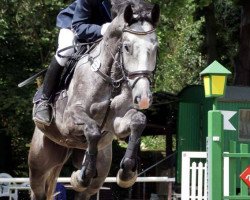 jumper Cornet 40 (Hanoverian, 2010, from Corlensky G)