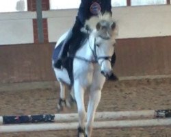 broodmare Disney's Girl (German Riding Pony, 2002, from Diskus)