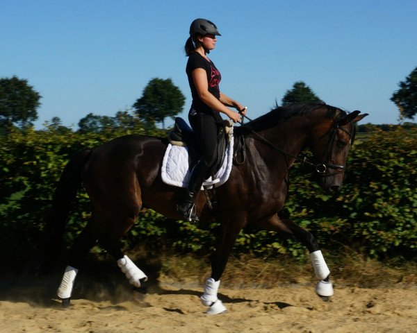 dressage horse Flip (Hanoverian, 2012, from Fürst Nymphenburg)