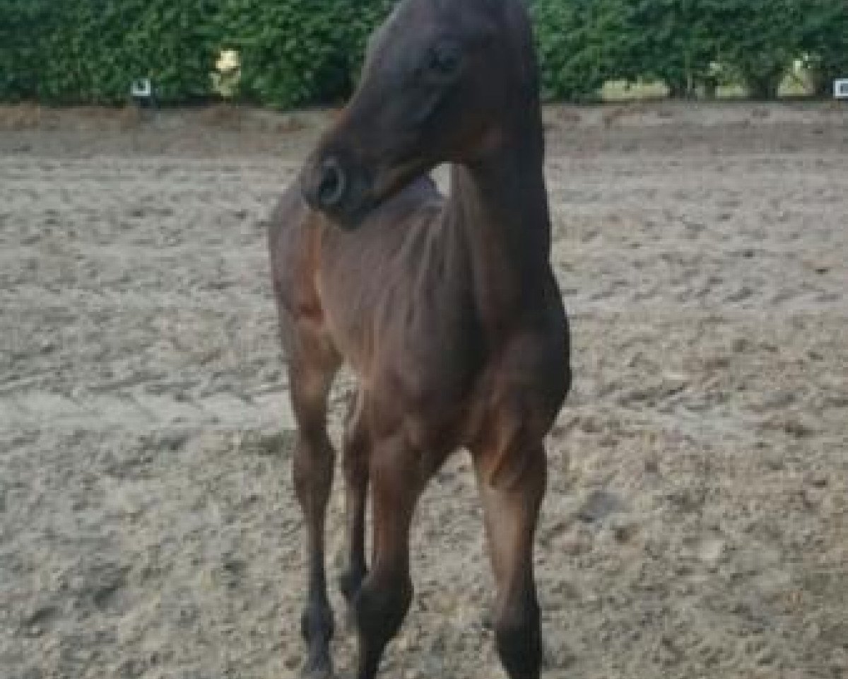 Springpferd Fridolin Fröhlich 2 (Westfale, 2015, von Finest)