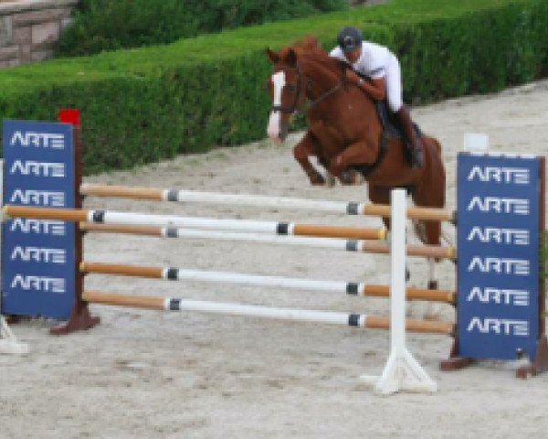 jumper Tzycolando (KWPN (Royal Dutch Sporthorse), 2000, from Ircolando)