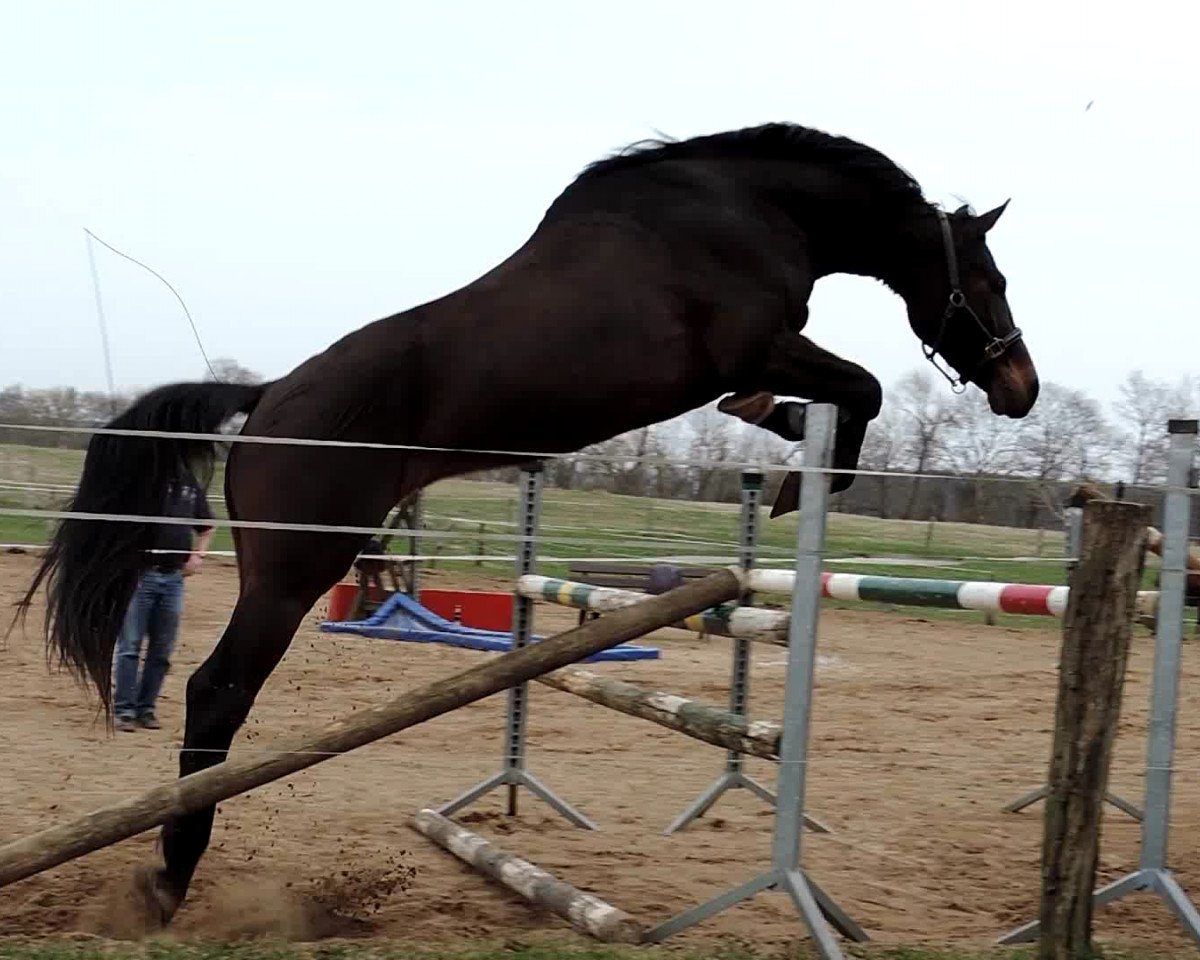 dressage horse Sir Gatsby (Oldenburg show jumper, 2010, from Stedinger)