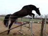 jumper Sir Gatsby (Oldenburg show jumper, 2010, from Stedinger)