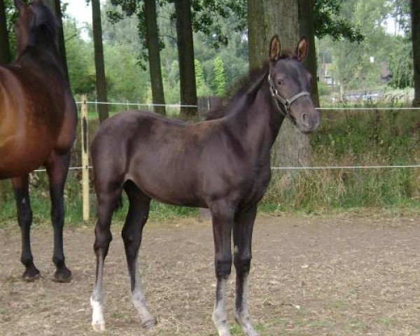 Zuchtstute Naf Naf Royal Z (Zangersheide Reitpferd, 2009, von Nabab de Rêve)