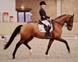 dressage horse Ratzeberg V (Westphalian, 2010, from Ratzinger)