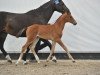 Springpferd Zenith Pp Z (Zangersheide Reitpferd, 2013, von Zirocco Blue)