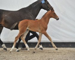 jumper Zenith Pp Z (Zangersheide riding horse, 2013, from Zirocco Blue)