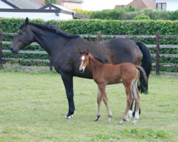 Springpferd Emir Pp Z (Zangersheide Reitpferd, 2014, von Emerald van 't Ruytershof)