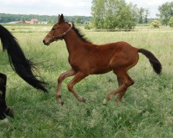 jumper Emeraude PP Z (Zangersheide riding horse, 2015, from Emerald van 't Ruytershof)