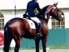 stallion Olympic Ramiro (Belgian Warmblood, 1991, from Ramiro Z)