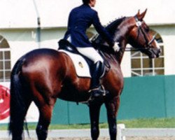 stallion Olympic Ramiro (Belgian Warmblood, 1991, from Ramiro Z)