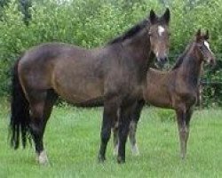 broodmare Heidebloem (KWPN (Royal Dutch Sporthorse), 1989, from Ramiro Z)