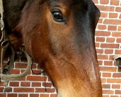 horse Charly Brown 50 (Hanoverian, 1989, from Consul)