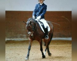 dressage horse Lyncort (German Riding Pony, 1999, from Singold's Lyncort)