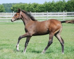 jumper Catania PP Z (Zangersheide riding horse, 2011, from Catoki)