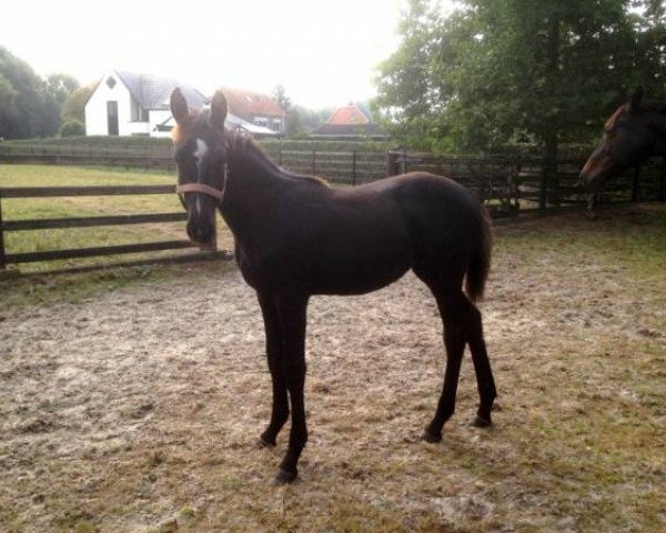 jumper Anouk PP Z (Zangersheide riding horse, 2016, from Arezzo VDL)