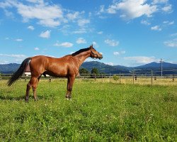 Springpferd Pilord (Westfale, 2001, von Pilot)