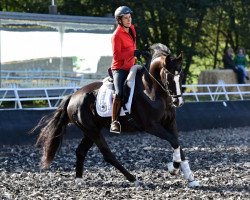 dressage horse Fleurance 8 (Hanoverian, 2009, from Fürst Romancier)