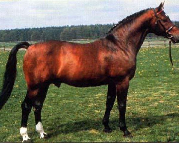 horse Raphael (Westphalian, 1979, from Ramiro Z)