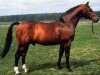 Pferd Raphael (Westfale, 1979, von Ramiro Z)