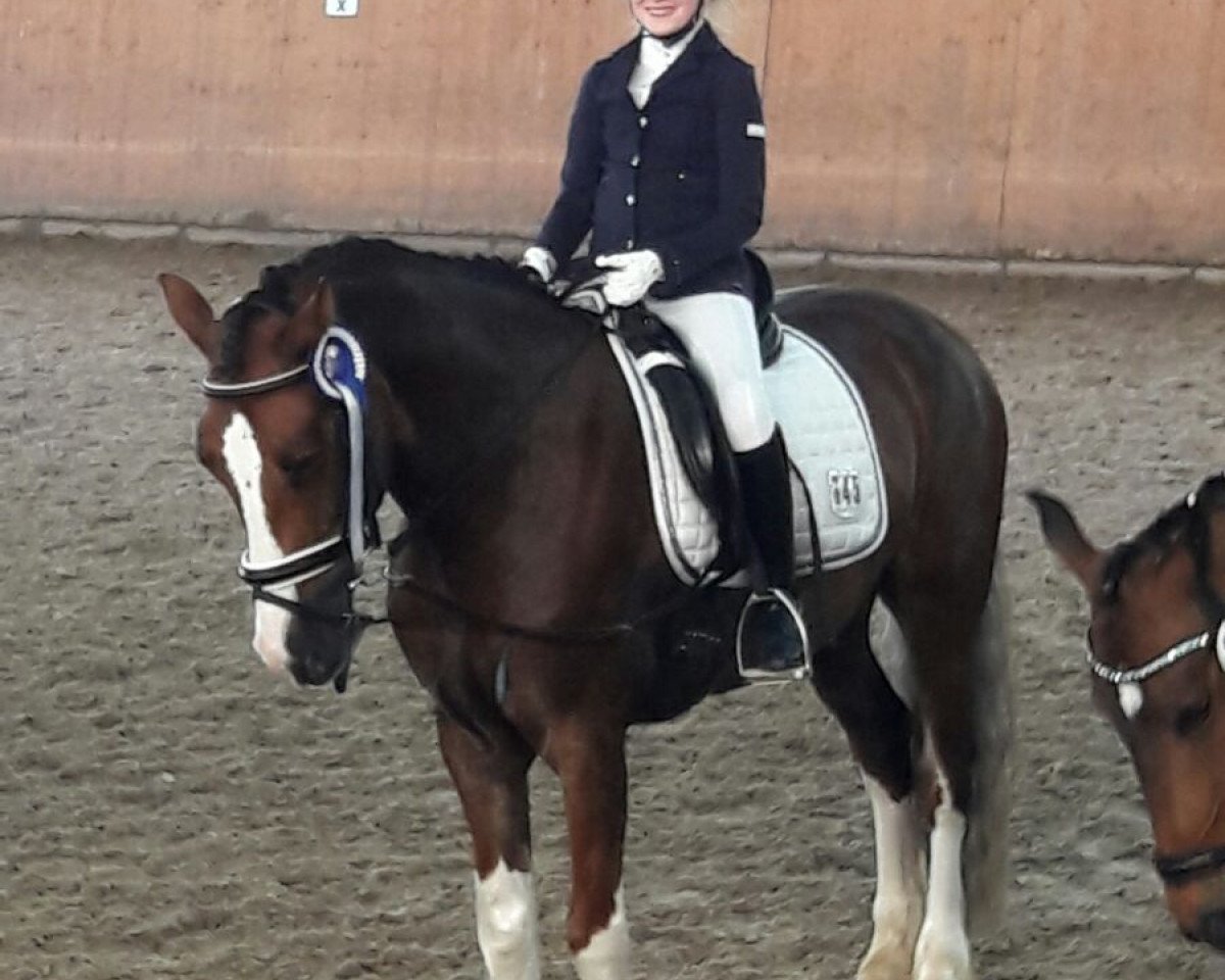 dressage horse Blaengwawr Brenin Aur (Welsh-Cob (Sek. D), 2007, from Blaengwen Brenin)
