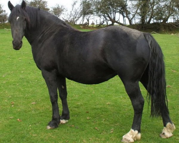 Zuchtstute Gwenllan Siriol (Welsh-Cob (Sek. D), 2002, von Geler Dago)