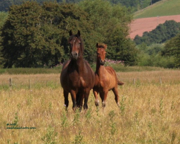 broodmare Gwenllan Sioned Mair (Welsh-Cob (Sek. D), 2009, from Gwenllan Brynmor)