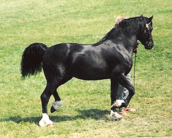 stallion Ystraddewi Victor (Welsh-Cob (Sek. D), 1987, from Ebbw Victor)