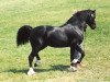 stallion Ystraddewi Victor (Welsh-Cob (Sek. D), 1987, from Ebbw Victor)