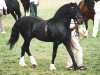 Deckhengst Geler Dago (Welsh-Cob (Sek. D), 1991, von Ystraddewi Victor)