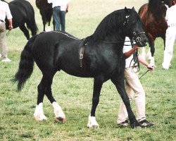 stallion Geler Dago (Welsh-Cob (Sek. D), 1991, from Ystraddewi Victor)