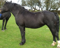 broodmare Gwenllan Seren Goch (Welsh-Cob (Sek. D), 2001, from Geler Dago)