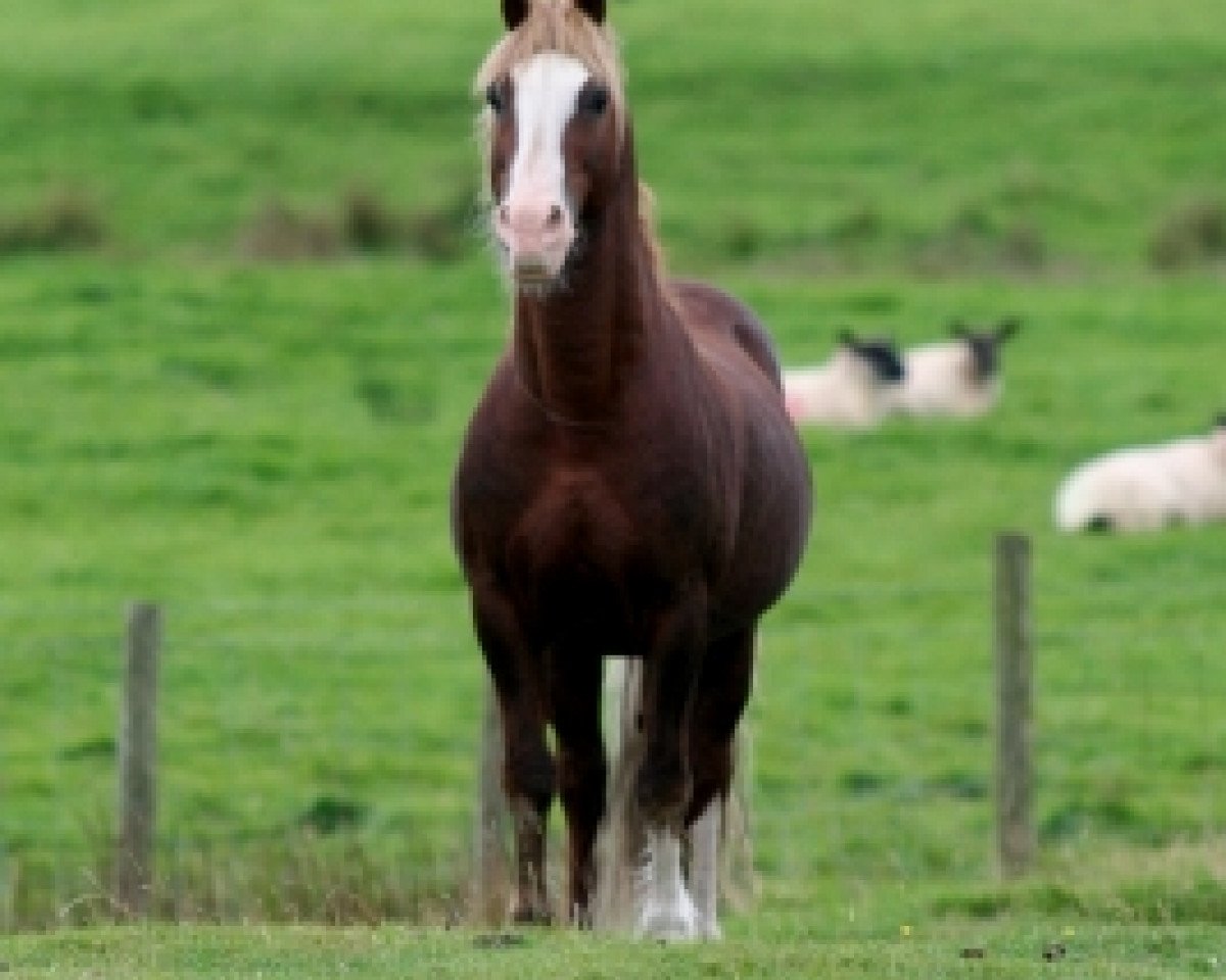 Deckhengst Fronarth Welsh Magic (Welsh-Cob (Sek. D), 1995, von Cyttir Telynor)