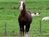 stallion Fronarth Welsh Magic (Welsh-Cob (Sek. D), 1995, from Cyttir Telynor)