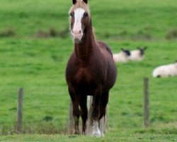 stallion Fronarth Welsh Magic (Welsh-Cob (Sek. D), 1995, from Cyttir Telynor)