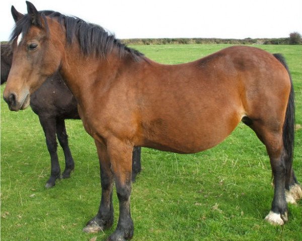 Zuchtstute Gwenllan Sara (Welsh-Cob (Sek. D), 1996, von Derwen Desert Express)