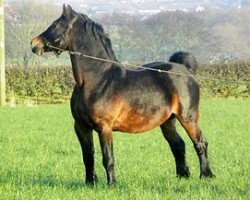 Deckhengst Gwenllan Samson (Welsh-Cob (Sek. D), 2004, von Gwenllan Sam)