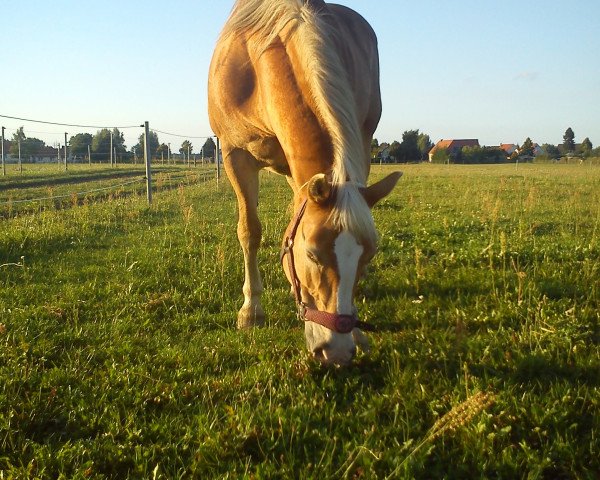 broodmare Moni (Haflinger, 1994, from Modul)