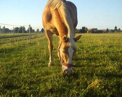 Zuchtstute Moni (Haflinger, 1994, von Modul)