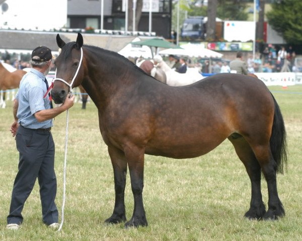 Zuchtstute Gwenllan Sali (Welsh-Cob (Sek. D), 1987, von Menai Sparkling Comet)