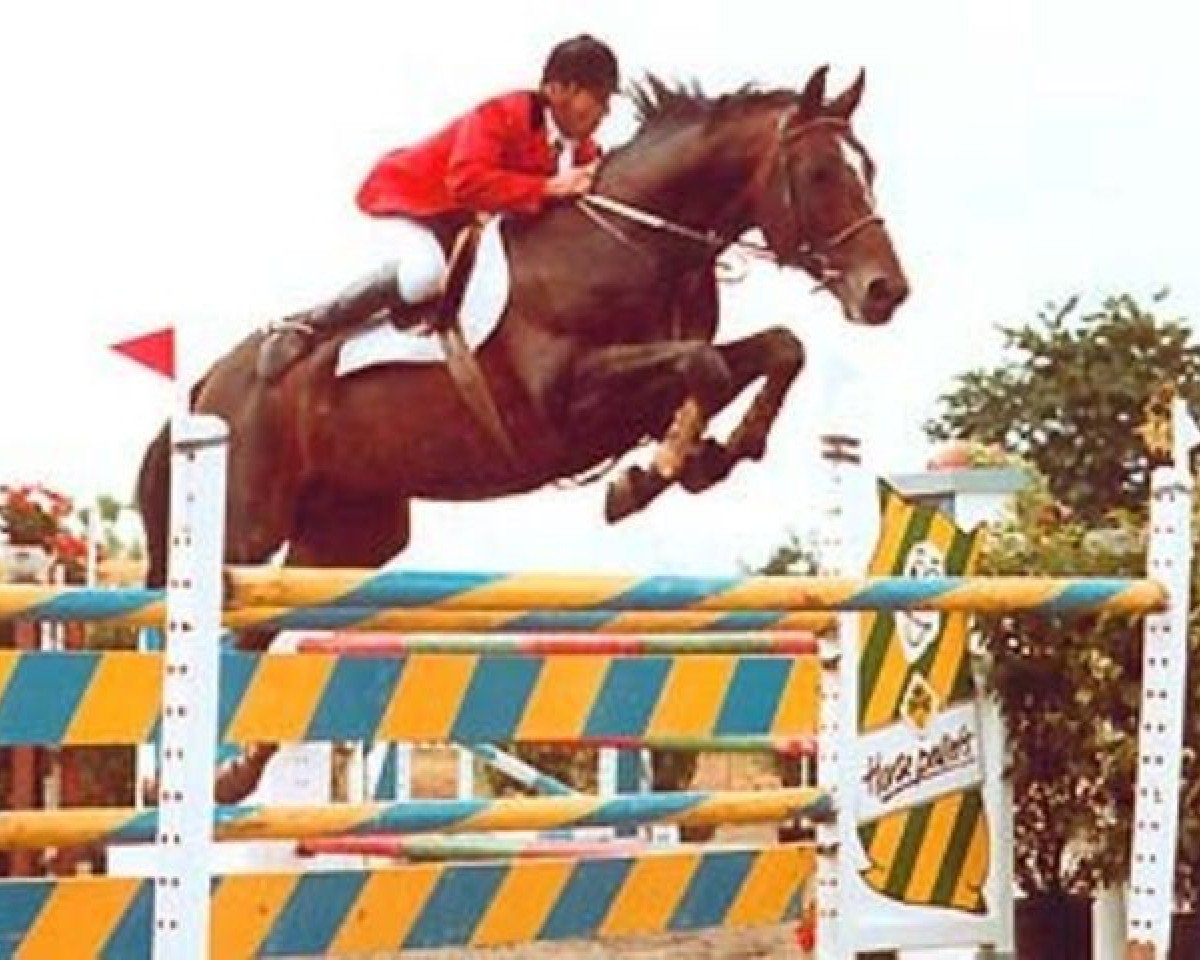 Deckhengst Urymate de Ste-Hermelle (Belgium Sporthorse, 1982, von Inducteur)