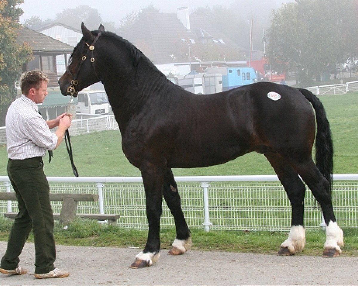 stallion Bercoed Selwyn (Welsh-Cob (Sek. D), 2007, from Gwenllan Selwyn)