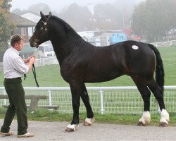 stallion Bercoed Selwyn (Welsh-Cob (Sek. D), 2007, from Gwenllan Selwyn)