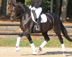 dressage horse Dreamtime 7 (Rhinelander, 2012, from den Haag 12)