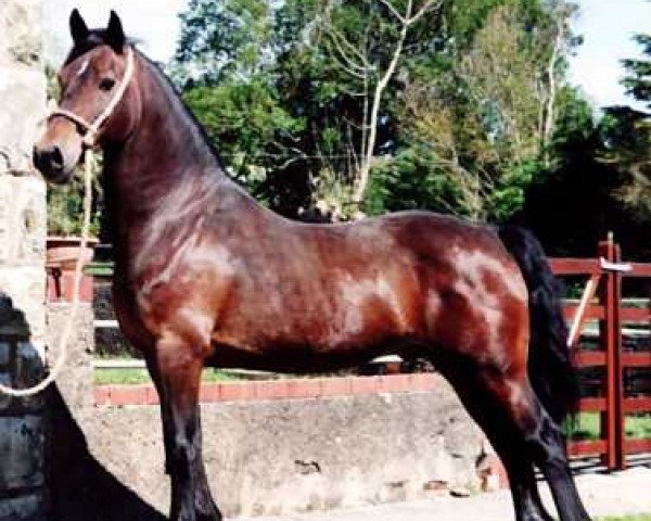 stallion Gwenllan Selwyn (Welsh-Cob (Sek. D), 1998, from Derwen Desert Express)