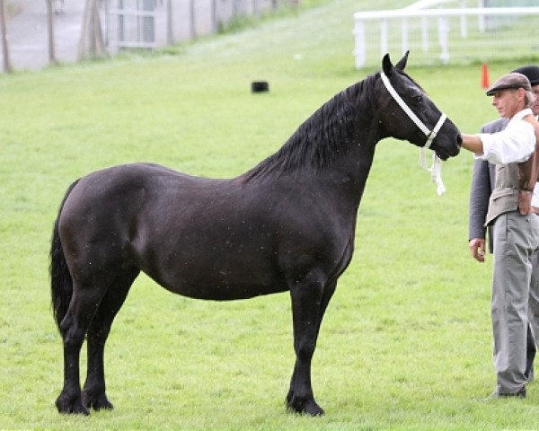 broodmare Gwenllan Blodweuwedd (Welsh-Cob (Sek. D), 1999, from Gwenllan Sparc)