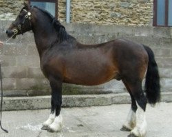 Deckhengst Gwenllan Seimon (Welsh-Cob (Sek. D), 1993, von Cyttir Telynor)