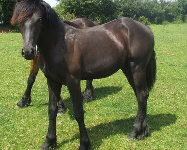 horse Gwenllan Barri (Welsh-Cob (Sek. D), 2008, from Gwenllan Sam)