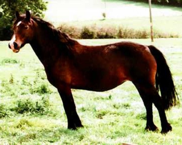 Zuchtstute Gwenllan Briallen (Welsh-Cob (Sek. D), 1998, von Gwenllan Sam)