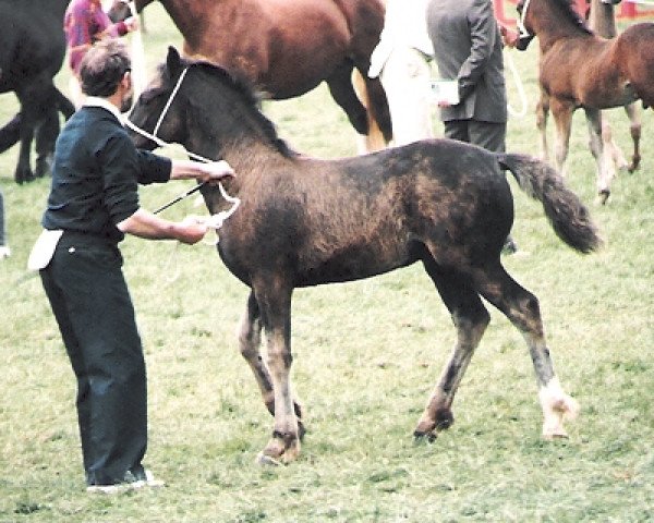 Deckhengst Gwenllan Boneddwr (Welsh-Cob (Sek. D), 1987, von Cyttir Telynor)